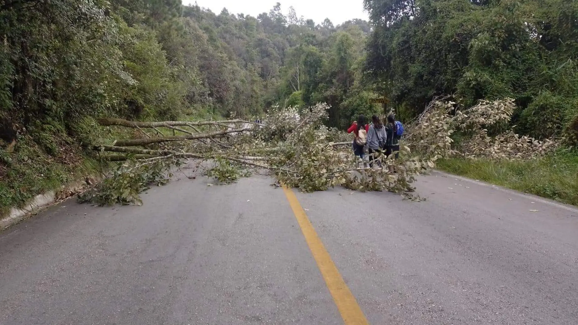 arboles oxchuc